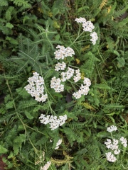 Achillea millefolium