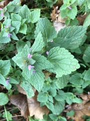 Lamium purpureum