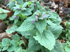 Lamium purpureum