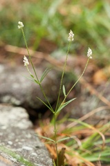 Polygala ambigua