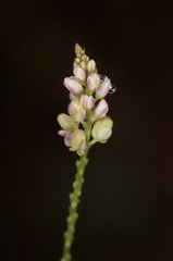 Polygala ambigua