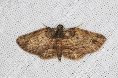 Axinoptera orphnobathra