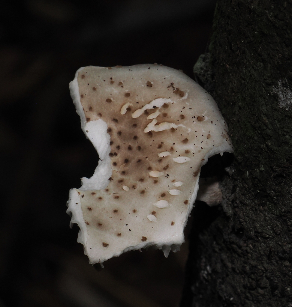 Oudemansiella cubensis · June 2023 · photo: © desertnaturalist (iNaturalist, cc-by)