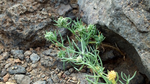 Gymnocarpos sclerocephalus image