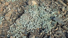 Leobordea platycarpa