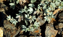 Leobordea platycarpa