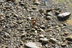 Delta pyriforme pyriforme