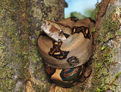 Central American Boa photo 4