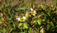 Trichodesma africanum
