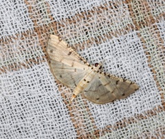 Pycnarmon cribrata