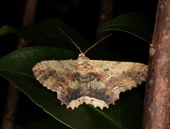 Ruttellerona pseudocessaria