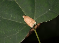 Scythropiodes