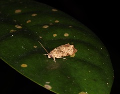 Sycacantha inodes