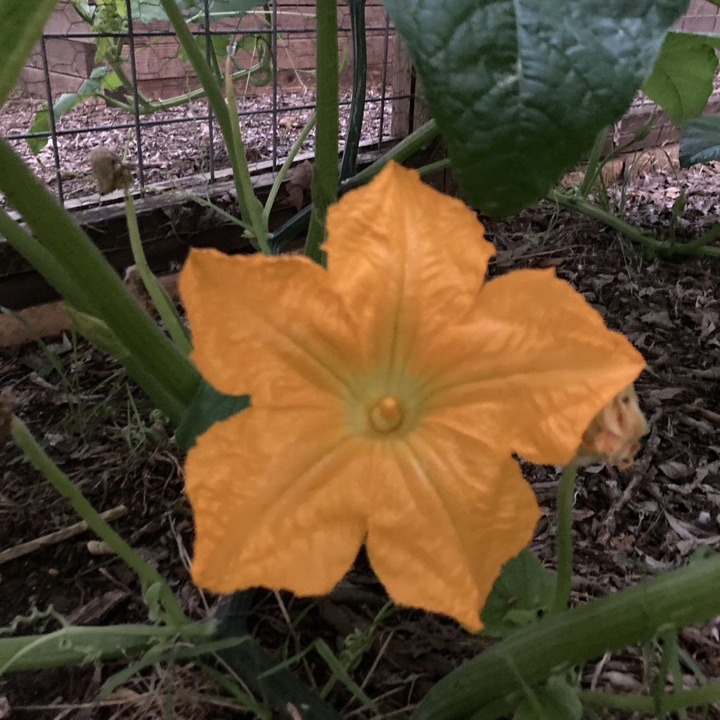 squash / pumpkin from Perkins Dr, Austin, TX, US on June 8, 2023 at 06