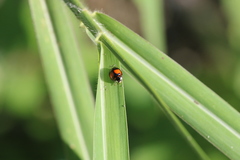 Coelophora biplagiata