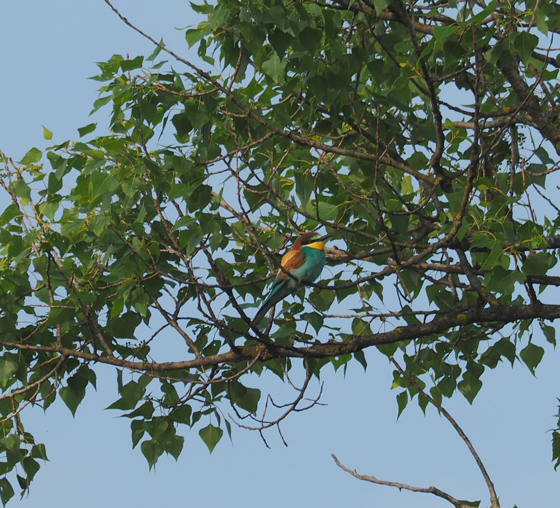 European Bee-eater