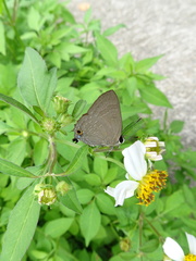 Deudorix epijarbas menesicles