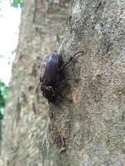 Trypoxylus dichotomus tsunobosonis