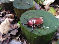 Trypoxylus dichotomus tsunobosonis