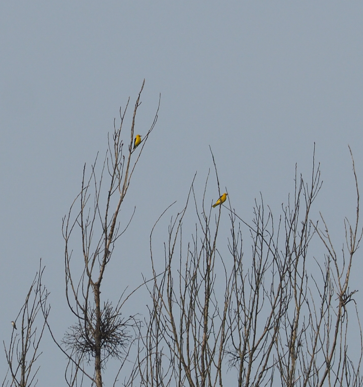 Eurasian Golden Oriole