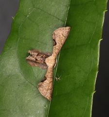 Phazaca leucocera