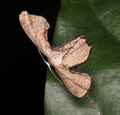 Phazaca leucocera