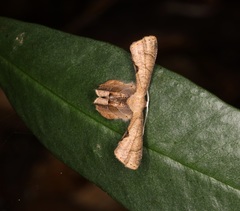 Phazaca leucocera