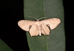 Phazaca leucocera