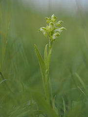 Anacamptis coriophora
