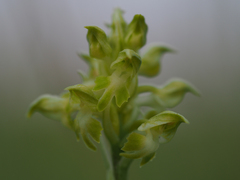 Anacamptis coriophora