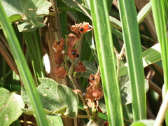 Rhynchosia volubilis