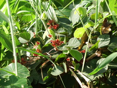 Rhynchosia volubilis