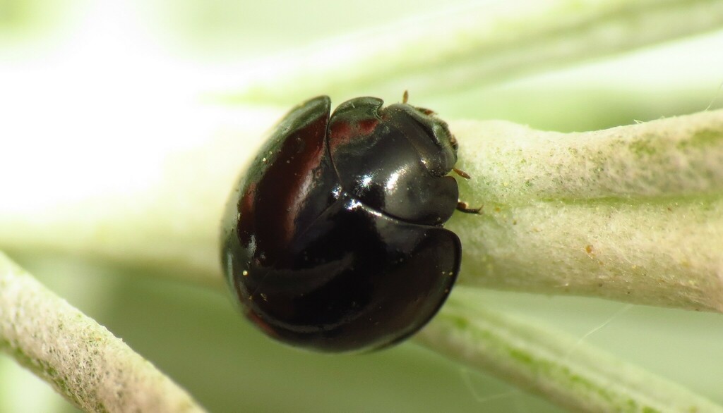 Ebony Shield Lady Beetle