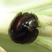 Ebony Shield Lady Beetle - Photo (c) Joshua C'deBaca, some rights reserved (CC BY-NC), uploaded by Joshua C'deBaca