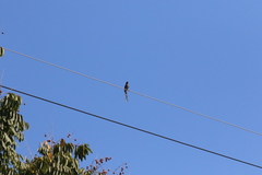 Dendrocitta formosae formosae