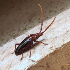 Chydarteres striatus