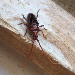 Chydarteres striatus