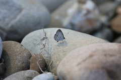 Megisba malaya sikkima