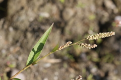 Persicaria barbata