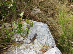 Pseudocordylus microlepidotus microlepidotus
