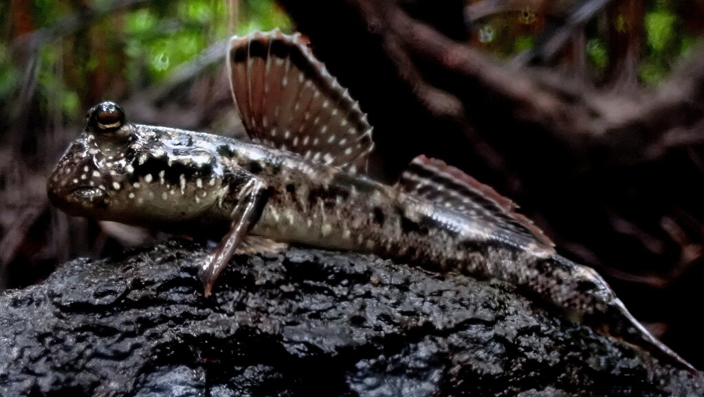 Common Mudskipper