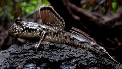 Common Mudskipper photo 1