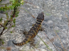Pseudocordylus microlepidotus microlepidotus