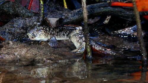 Kalolo mudskipper (Periophthalmus kalolo) — Gobiidae — 2