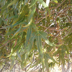 Brachychiton gregorii