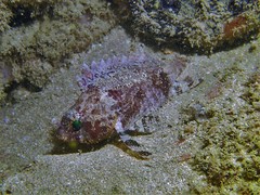 Centrogenys vaigiensis