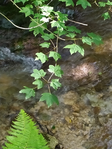 Image of Acer lobelii by (c) Francesco Santoro, some rights reserved (CC BY)