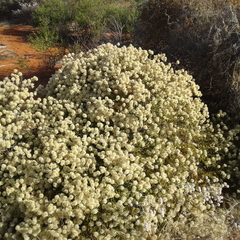 Ptilotus divaricatus