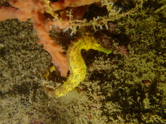 Hippocampus comes