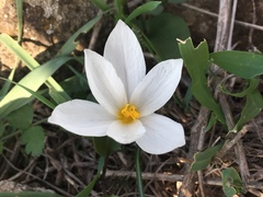 Crocus aleppicus